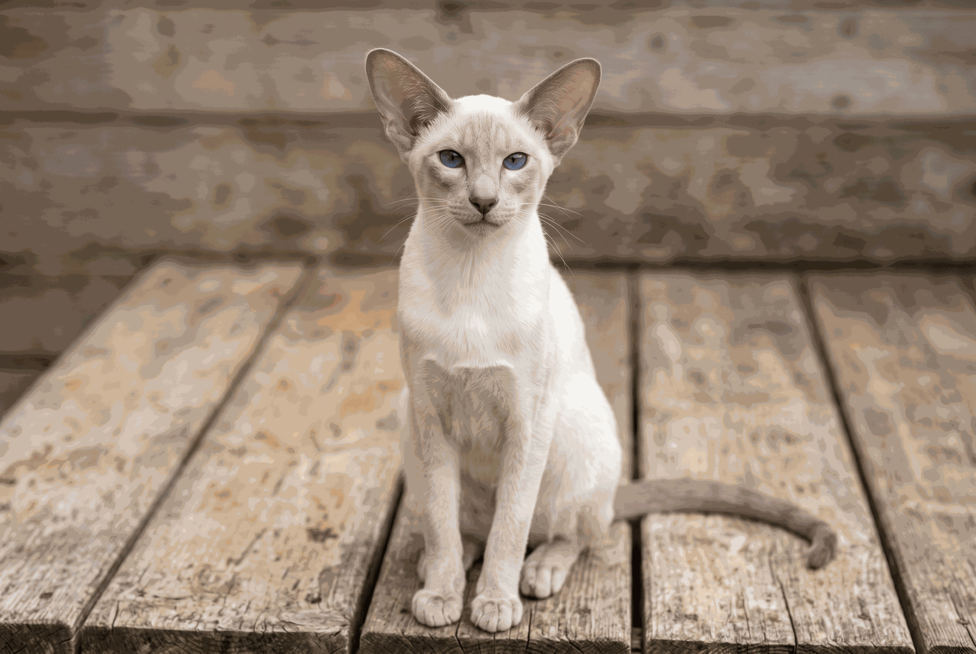 Gato oriental de pelo corto de pelaje claro con zonas grises, ojos azules y orejas grandes, sentado sobre madera, útil para comparar razas orientales con el gato chino.