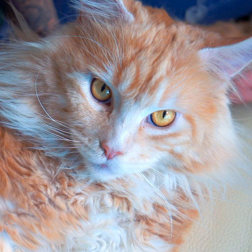 Maine Coon