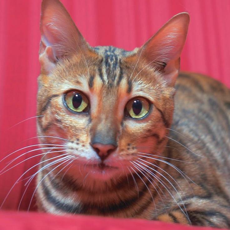 Bengalí