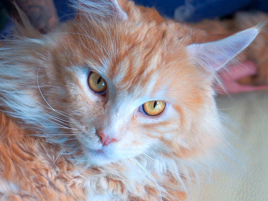 Maine Coon