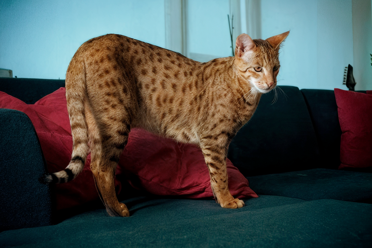 Gato Ashera adulto de Topcats sobre un sofá, con cuerpo esbelto, pelaje moteado y expresión atenta.