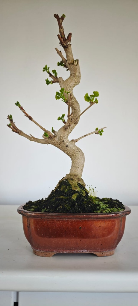 *GI 4. Ginkgo biloba 120 euros con evio gratis peninsula.