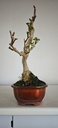*GI 4. Ginkgo biloba 120 euros con evio gratis peninsula.