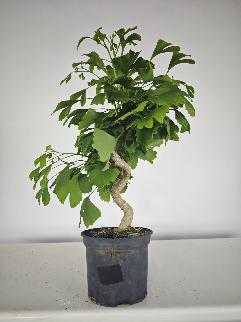 *GI 21 Ginkgo 70 euros con envio gratis peninsula.