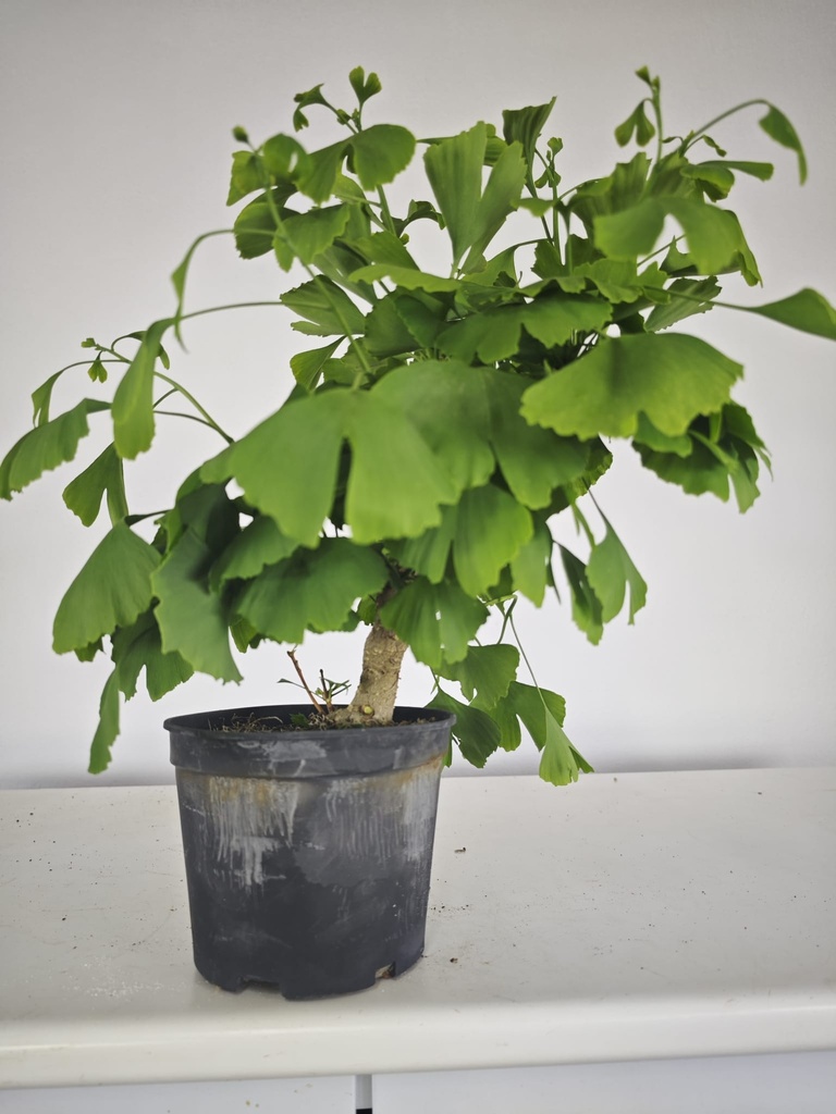 *GI 22 Ginkgo 70 euros con envio gratis peninsula.