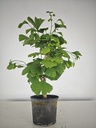 *GI 24 Ginkgo 70 euros con envio gratis peninsula.