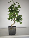 *GI 24 Ginkgo 70 euros con envio gratis peninsula.