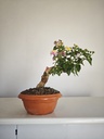 L1. Lantana 200 euros con envio gratis peninsula y Portugal