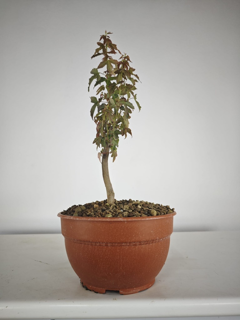 B 20. Acer buergerianum 150 euros con envio gratis peninsula.