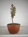 B 20. Acer buergerianum 150 euros con envio gratis peninsula.
