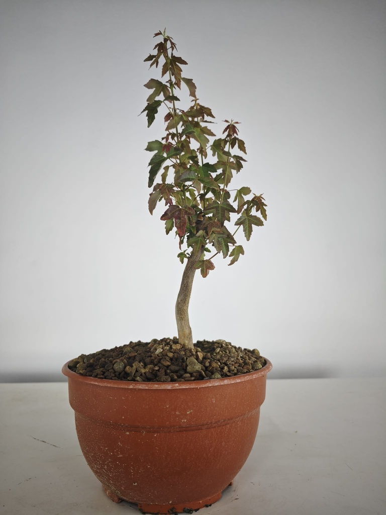 B 20. Acer buergerianum 150 euros con envio gratis peninsula.