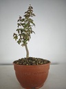 B 20. Acer buergerianum 150 euros con envio gratis peninsula.