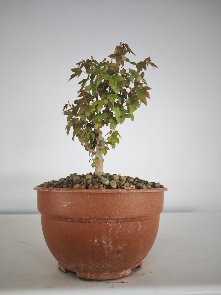 B 10. Acer buergerianum 150 euros con envio gratis peninsula.