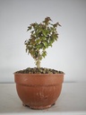 B 10. Acer buergerianum 150 euros con envio gratis peninsula.