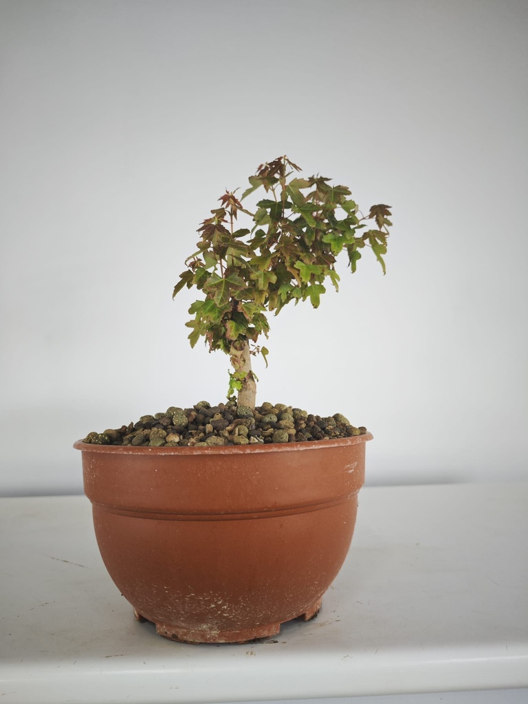 B 10. Acer buergerianum 150 euros con envio gratis peninsula.