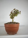 B 10. Acer buergerianum 150 euros con envio gratis peninsula.