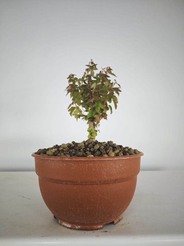 B 10. Acer buergerianum 150 euros con envio gratis peninsula.