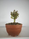 B 10. Acer buergerianum 150 euros con envio gratis peninsula.