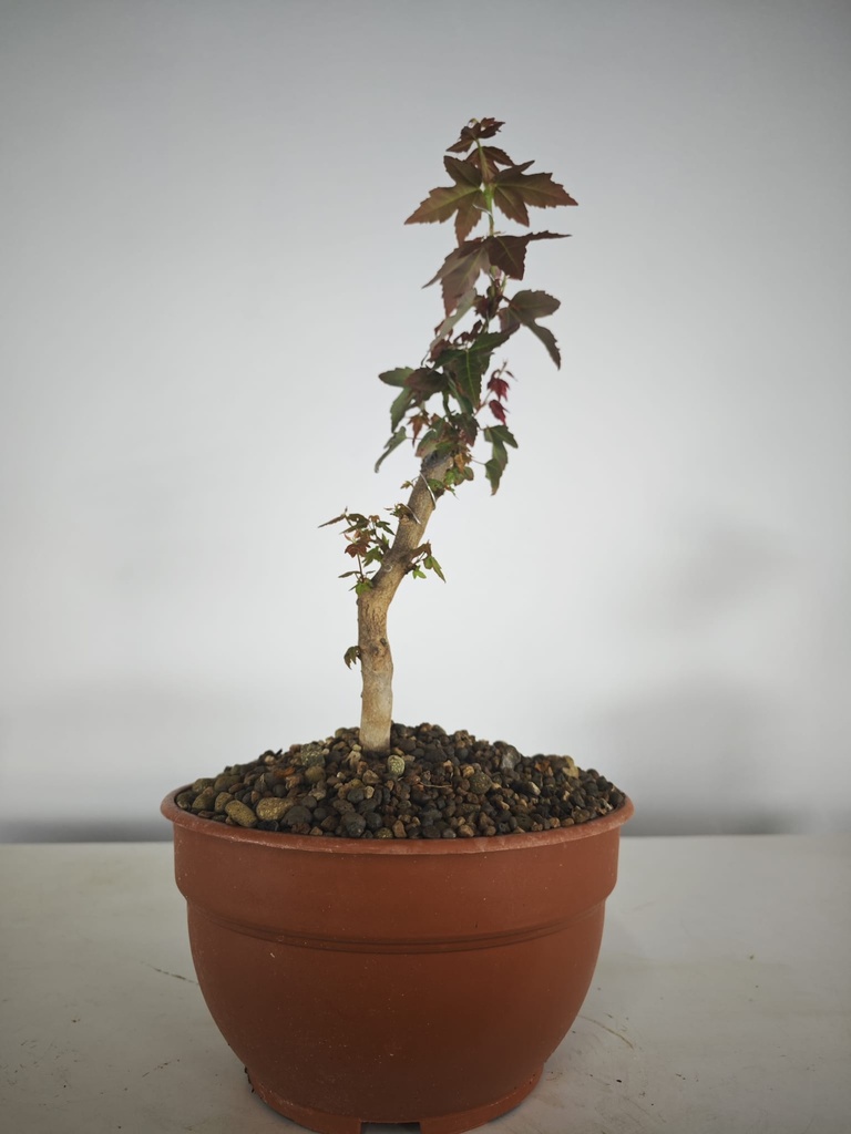 B 9. Acer buergerianum, 150 euros con envio gratis peninsula.