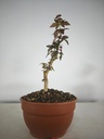 B 9. Acer buergerianum, 150 euros con envio gratis peninsula.