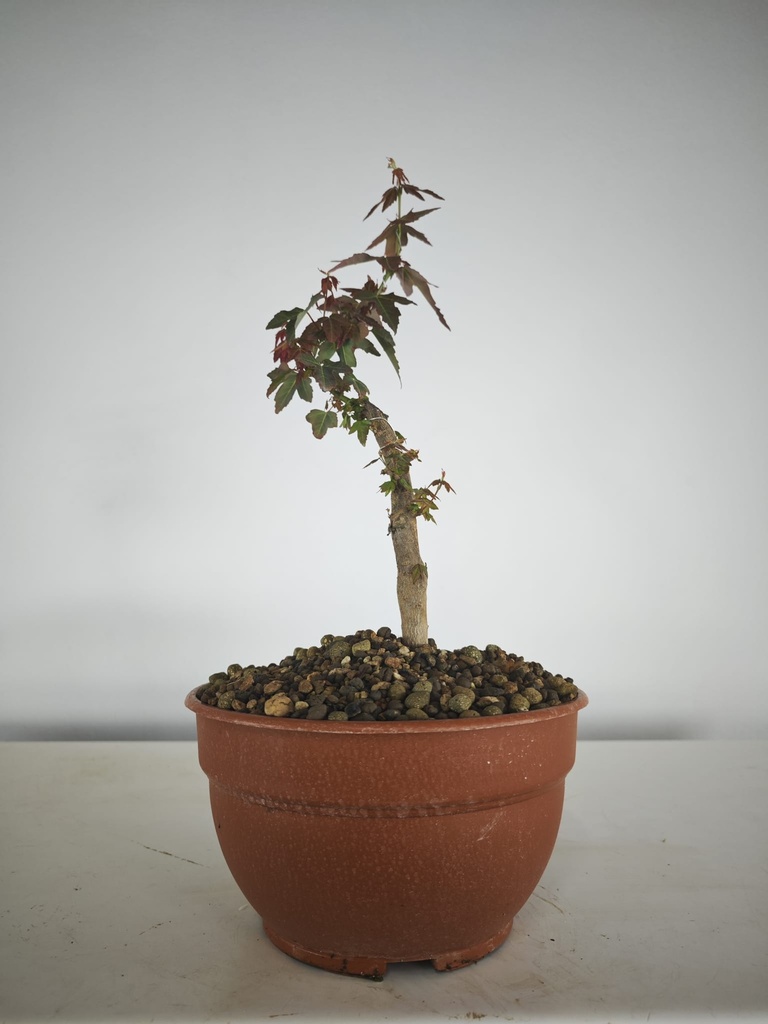 B 9. Acer buergerianum, 150 euros con envio gratis peninsula.