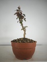 B 9. Acer buergerianum, 150 euros con envio gratis peninsula.