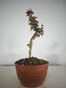 B 9. Acer buergerianum, 150 euros con envio gratis peninsula.