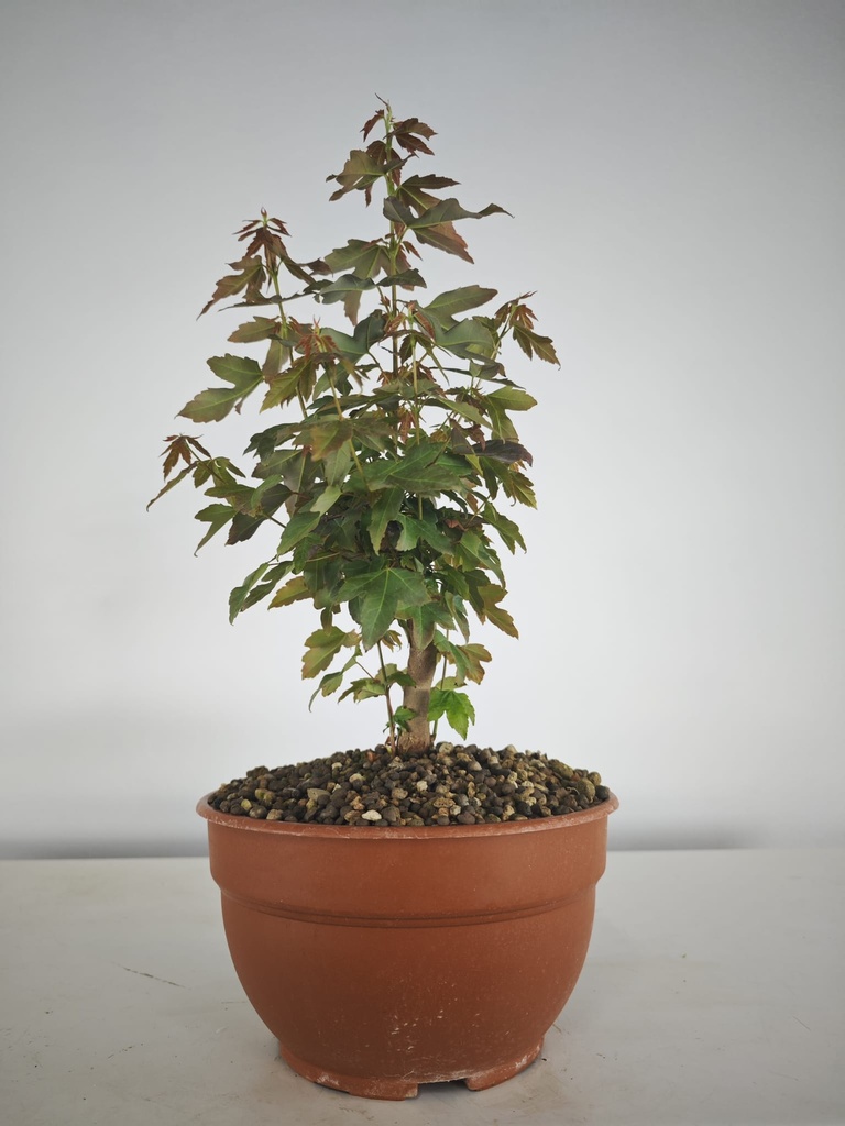B 4. Acer buergerianum 150 euros con envio incluido peninsula y Portugal. Passport 25/00001