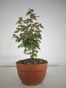 B 4. Acer buergerianum 150 euros con envio incluido peninsula y Portugal. Passport 25/00001