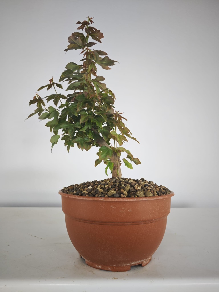 B 4. Acer buergerianum 150 euros con envio incluido peninsula y Portugal. Passport 25/00001