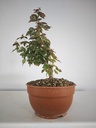 B 4. Acer buergerianum 150 euros con envio incluido peninsula y Portugal. Passport 25/00001
