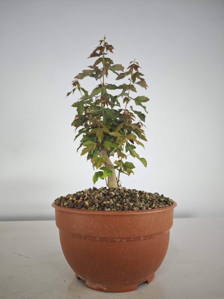 B 4. Acer buergerianum 150 euros con envio incluido peninsula y Portugal. Passport 25/00001