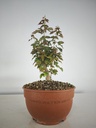 B 4. Acer buergerianum 150 euros con envio incluido peninsula y Portugal. Passport 25/00001