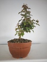 B 4. Acer buergerianum 150 euros con envio incluido peninsula y Portugal. Passport 25/00001