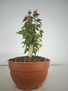 B 15. Acer buergerianum 150 euros con envio gratis peninsxula.