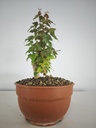 B 15. Acer buergerianum 150 euros con envio gratis peninsxula.