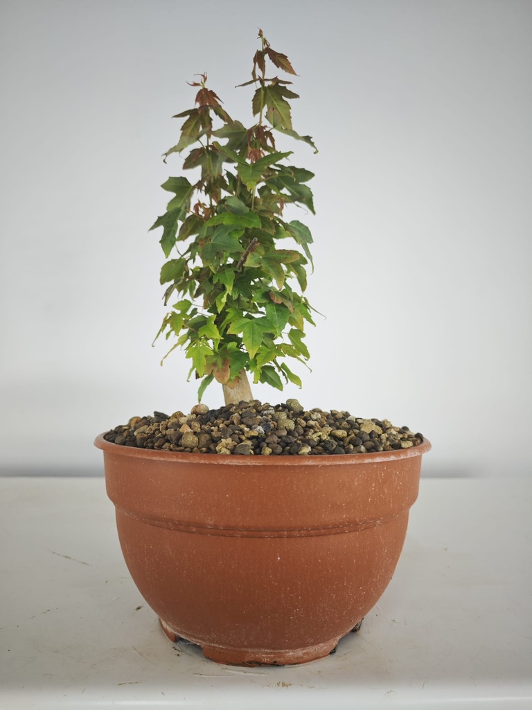 B 15. Acer buergerianum 150 euros con envio gratis peninsxula.