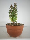 B 15. Acer buergerianum 150 euros con envio gratis peninsxula.