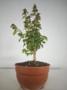 B 12. Acer buergerianum 150 euros con envio gratis peninsula.
