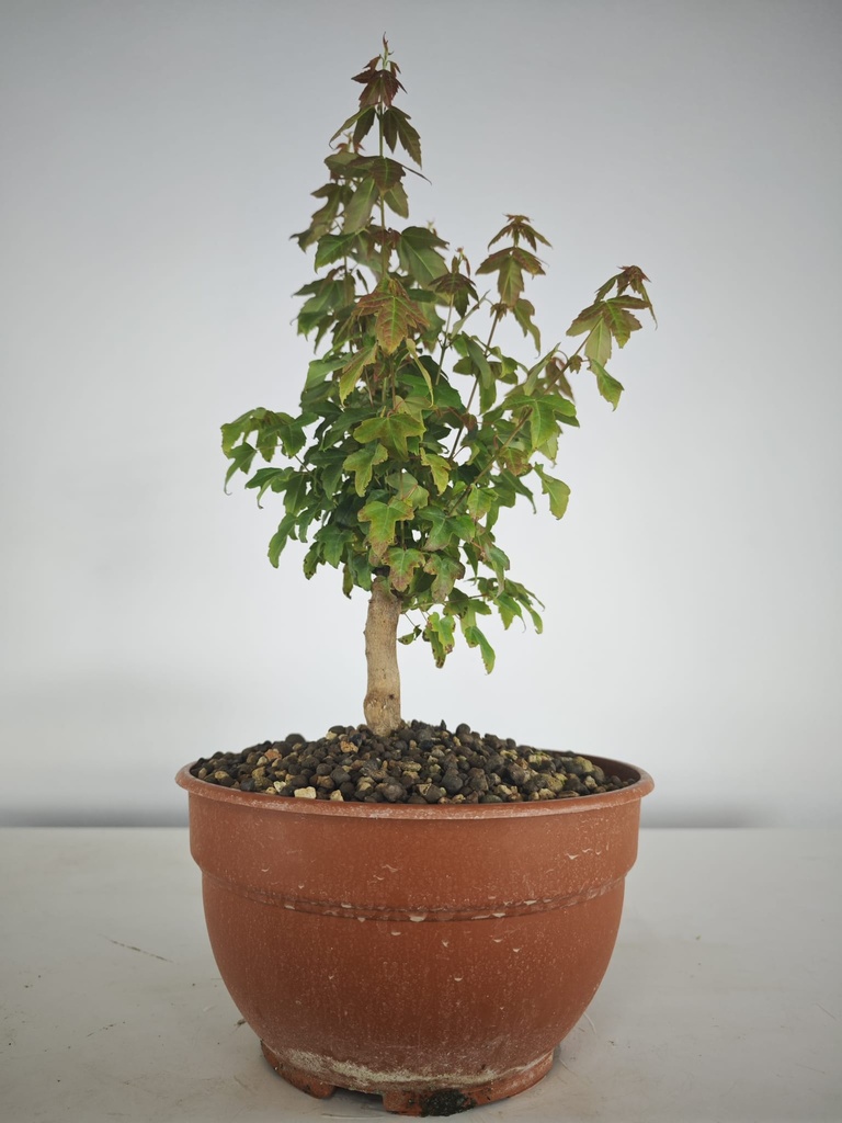 B 12. Acer buergerianum 150 euros con envio gratis peninsula.
