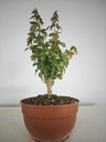B 12. Acer buergerianum 150 euros con envio gratis peninsula.