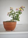 L 2. Lantana, 95 euros con envio gratis peninsula.