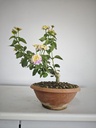 L 2. Lantana, 95 euros con envio gratis peninsula.