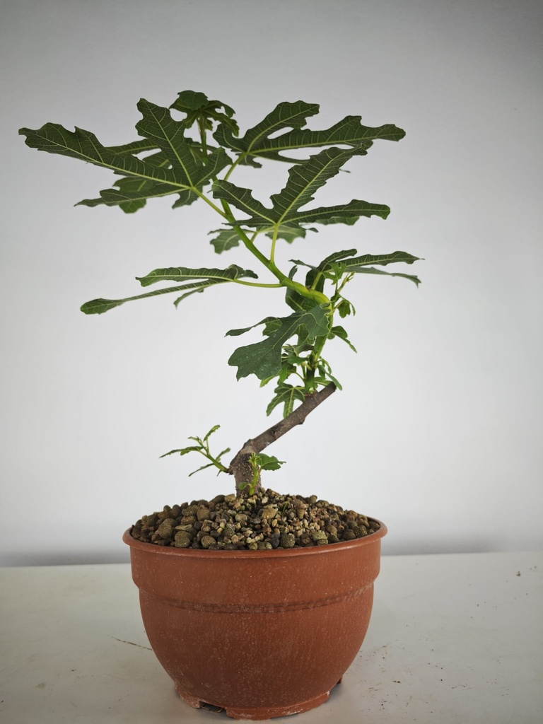 H 4. Ficus carica, 95 euros con envio gratis peninsula.