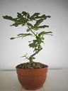 H 4. Ficus carica, 95 euros con envio gratis peninsula.
