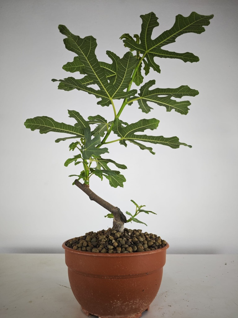 H 4. Ficus carica, 95 euros con envio gratis peninsula.