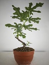 H 4. Ficus carica, 95 euros con envio gratis peninsula.