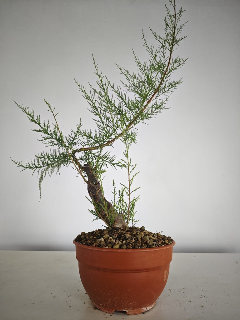 T 9. Tamarix 150 euros con envio gratis peninsula.