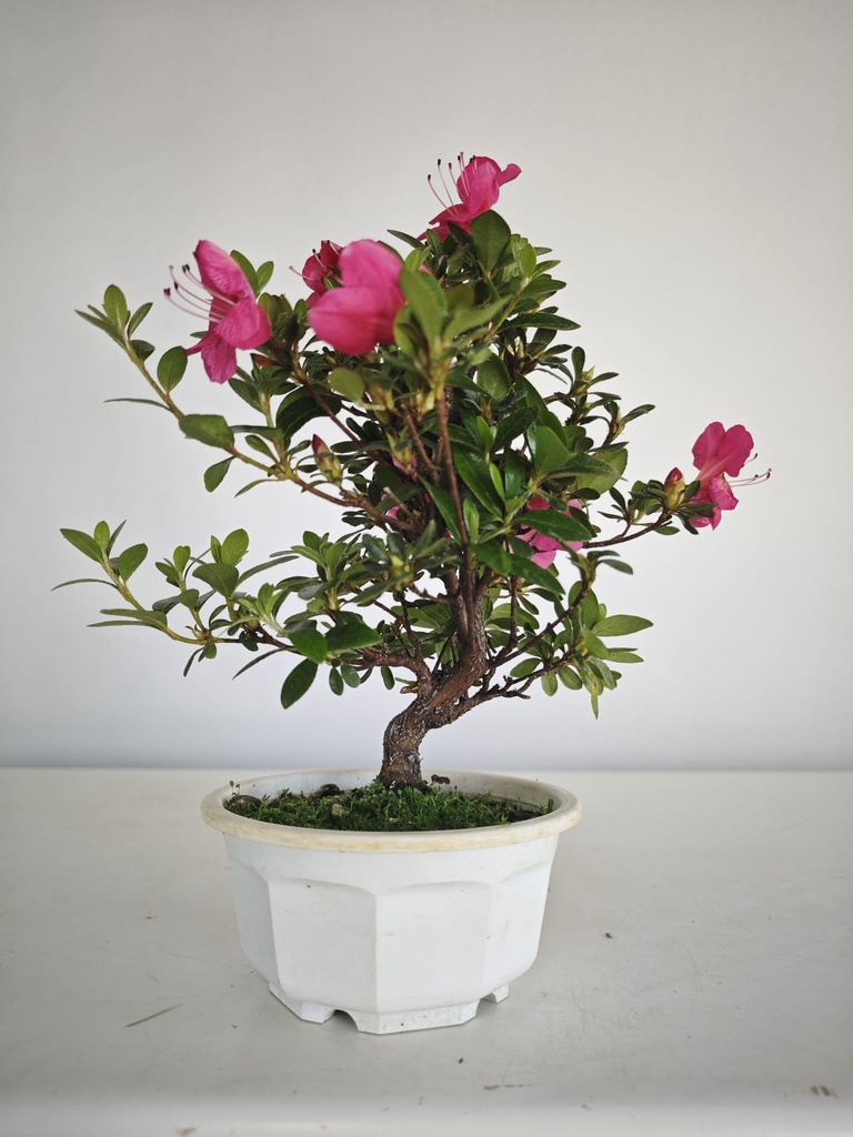 * A 7. Rhododendron 90 euros con envio gratis peninsula.