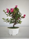 * A 7. Rhododendron 90 euros con envio gratis peninsula.